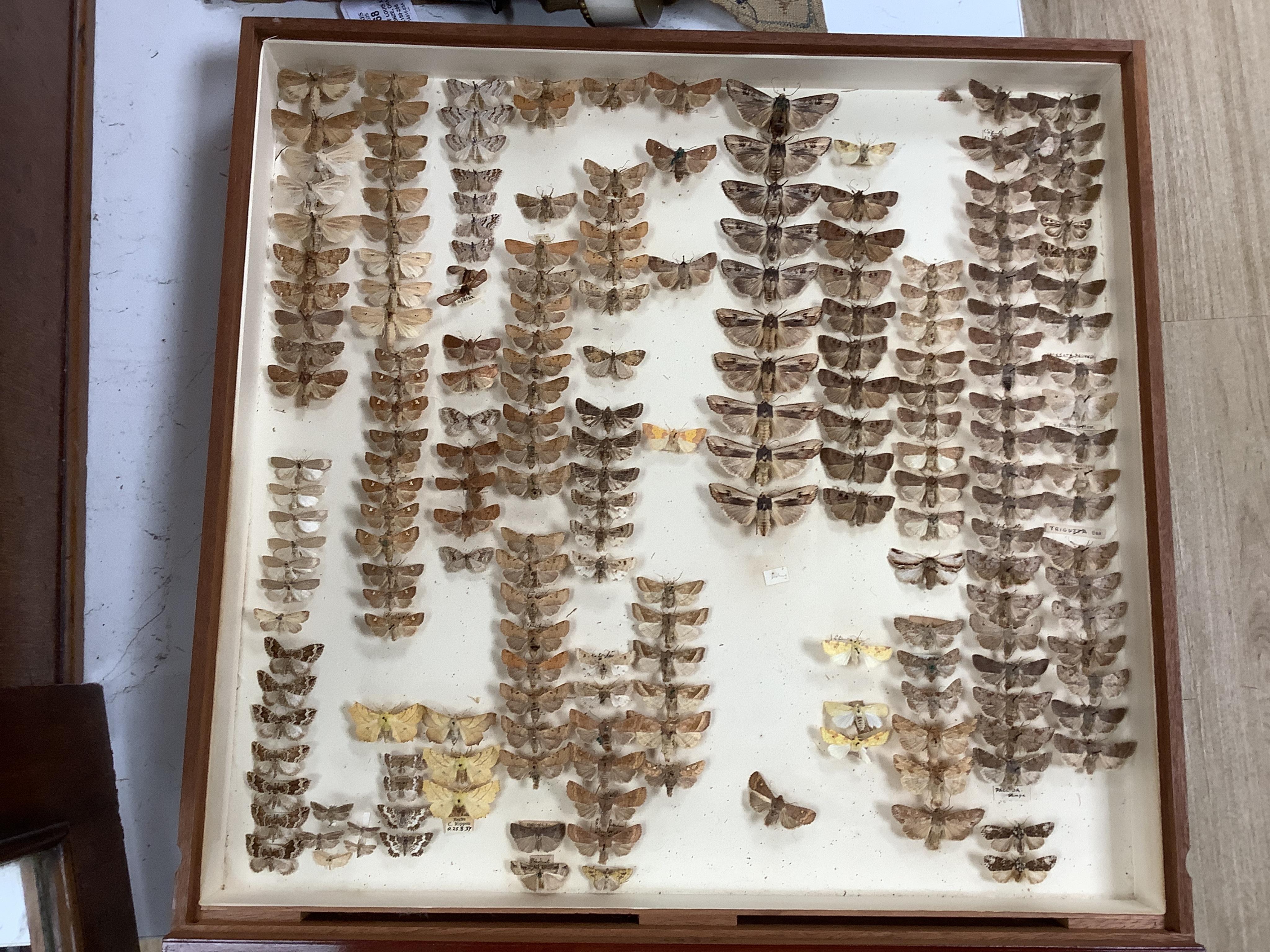 A Victorian mahogany 10-drawer collector’s cabinet with arched glazed door, height 68cm, width 54cm, depth 53cm, containing prepared and pinned moth and butterfly specimens, together with seven 1940s volumes of the Proce